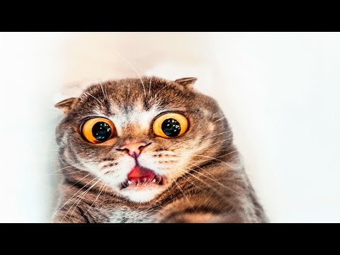 Funny Cats Scared Of Random Things - Part 3 - Funny Cats 2017