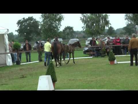 Sudweyher Fohlenschau 2011 - Kat.-Nr. 06: Stutfohlen v. Christ - Prince Thatch xx - Dakar