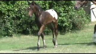 preview picture of video 'The Spy Next Door - SOLD - 2011 Appaloosa colt by The Next Detail (AQHA)'