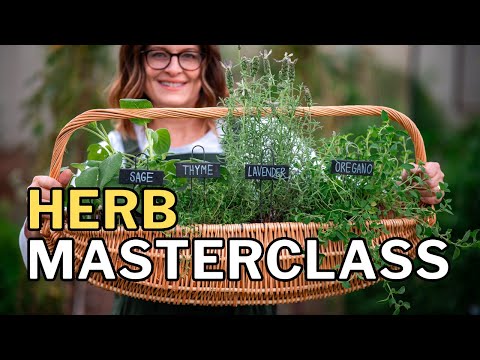 GROW HERBS in Hot Climates: Top 10 Tips for a Thriving Herb Garden