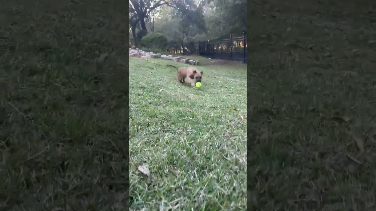 Enlarge Baby Donovan, a Adoptable mixed breed in Portland, OR video 4/6