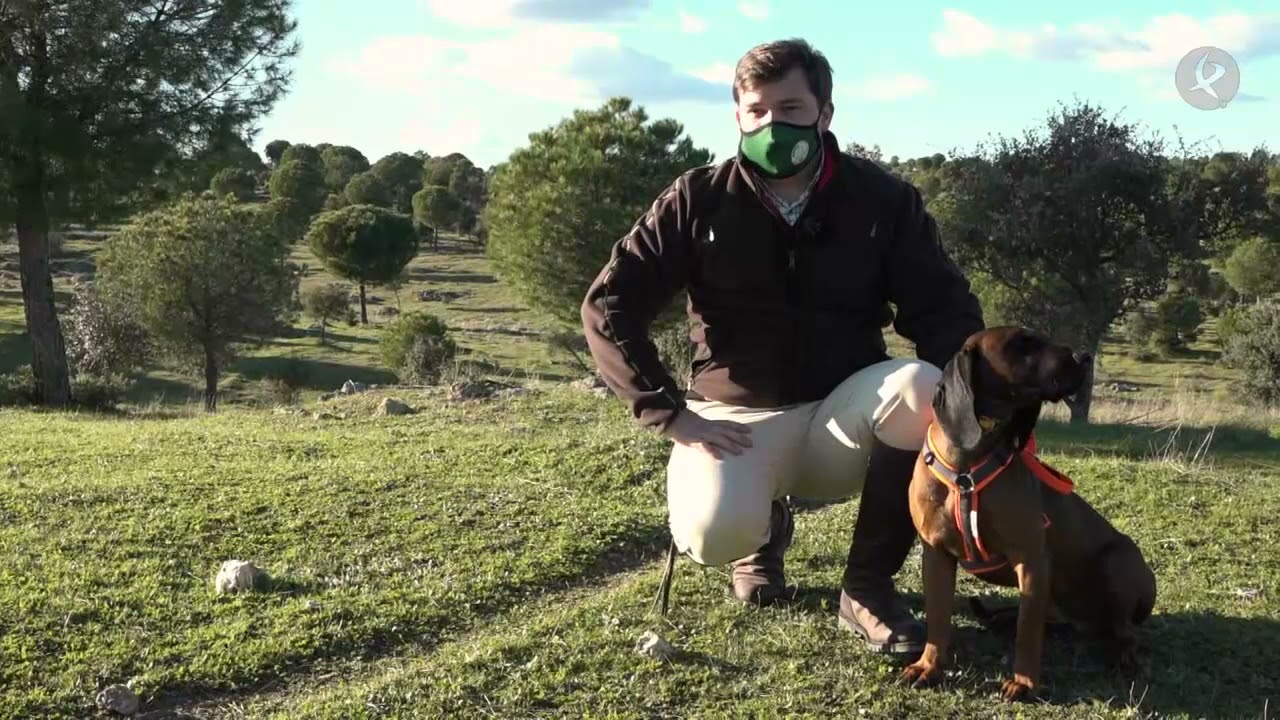 Sabueso de Baviera; el ideal para rastros de caza mayor | Cazadores de lances