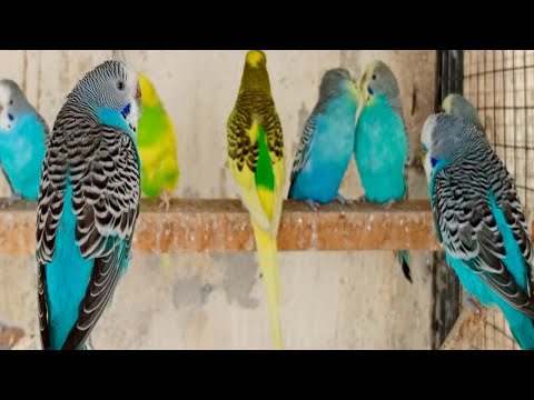 Over 12 Hours of Budgies Playing, Singing and Talking in their Aviary Budgie sounds for sad birds