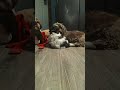 Shih Tzu dogs for sale: Shih Tzu Puppy 2 - Video 3