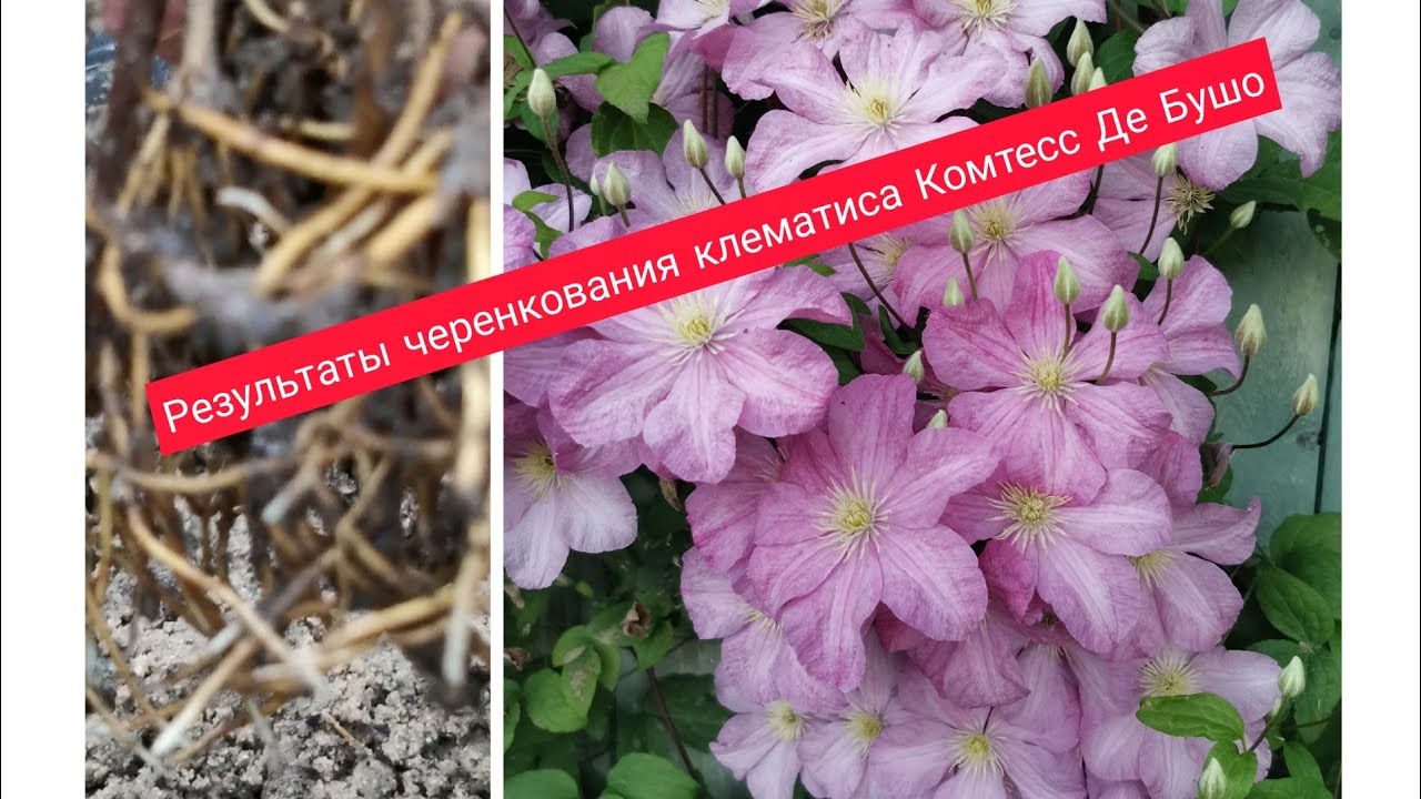 Результаты черенкования клематиса Комтесс Де Бушо