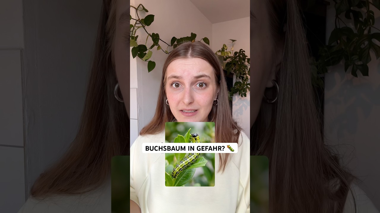 Buchsbaumzünsler erkennen & bekämpfen – so rettest du deine Hecke im Frühling 🐛
