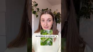 Buchsbaumzünsler erkennen & bekämpfen – so rettest du deine Hecke im Frühling 🐛