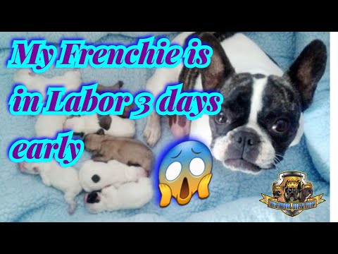 YouTube video about: Can I give my dog trifexis a few days early?