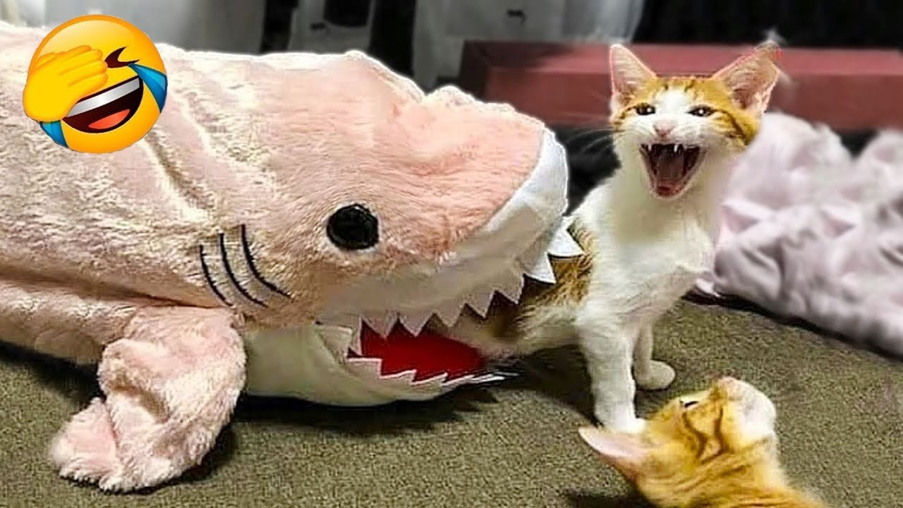 君が笑ったら君の負け😂 2026年の最も面白い犬と猫たち😻🐶