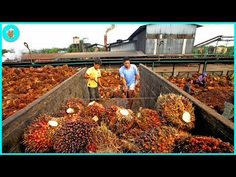 How Modern Palm Oil Is Harvested | Agriculture Technology