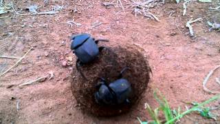 preview picture of video 'Dance of the Dung Beetle'
