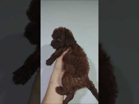 Satılık Poodle İstanbul Teslimat