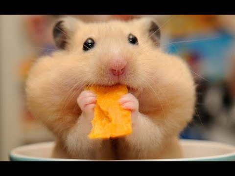 ¡LOS ANIMALES DIVERTIDOS FALLAN! - ¡INTENTA NO RETAR EL RETO! PART#1