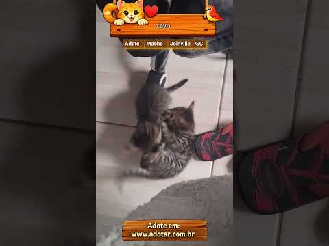 Vídeo de zayn