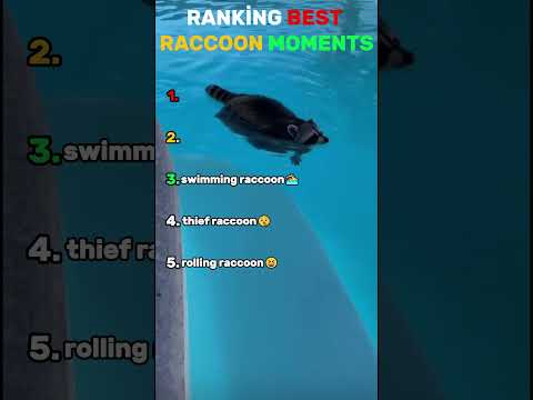Ranking Best Raccoon Moments !!