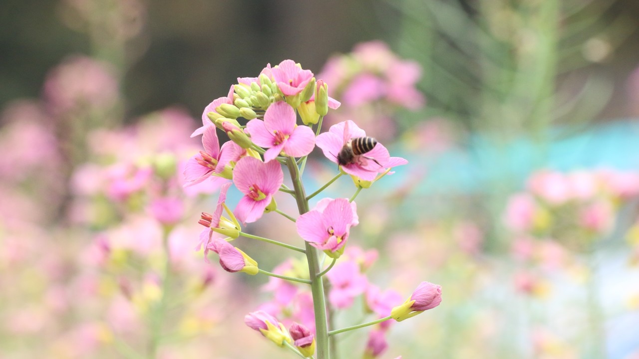 Colección de primavera: el mar multicolor de colza