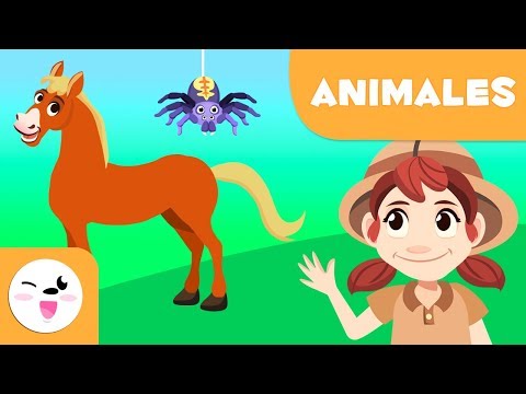 Los animales vertebrados e invertebrados para niños - Resumen - Mamíferos, artrópodos, gusanos y más