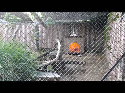 Bat-eared Fox Exhibit LA Zoo Los Angeles California USA January 12, 2023 Animals Conservation