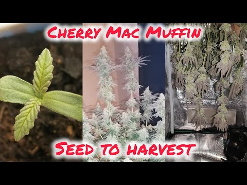 CHERRY MAC MUFFIN 3.0 | SEEDS FOR HARVESTING | SIMPLE ORGANIC HOMEGROWING | LS TRAINING | 420Lexicon