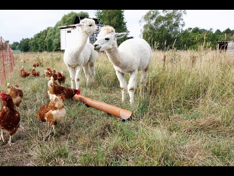 Tierische Bodyguards: Alpakas bewachen Hühner auf Hof in Velmeden