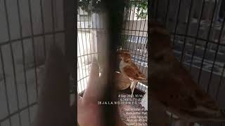 Download lagu Burung ML Mongolian Lark mp3