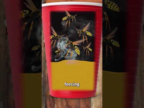 The Truth About The Wasp/Gas Trick 😨