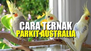 Download lagu Cara Ternak Burung Falk / cara ternak Cockatiel / Cara ternak Parkit australia mp3