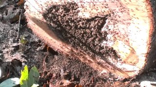 Fire Ant Ball from Hell || ViralHog Fire Ant Ball from Hell || ViralHog