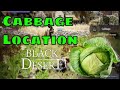 [BDO] Where to find Cabbage | Cabbage Location | Fried Vegetables This Time Quest
