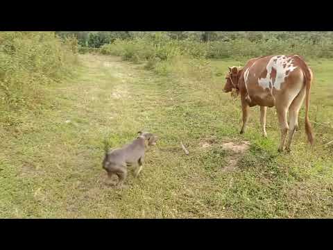 Pablo and his friends| #farmlife