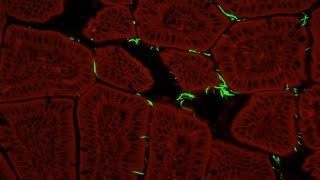 Our Microbes, Ourselves: Gut Bacteria&#39;s Key Role in Immunity Is Tuned to the Host Species