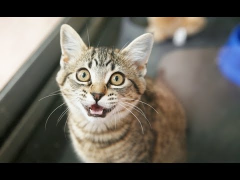 Cats Talking and Arguing With Their Humans - YouTube