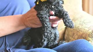 Video preview image #4 Goldendoodle Puppy For Sale in DES PLAINES, IL, USA