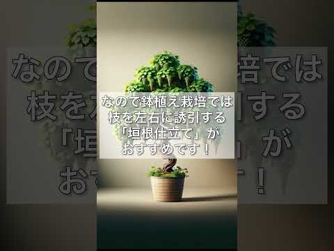 つる植物の支柱を締めすぎずに植える時期