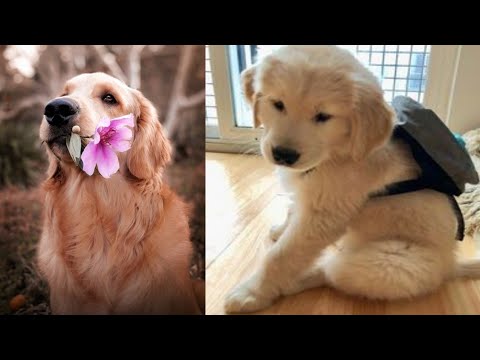 so cute 🥰 puppy 🥰💖