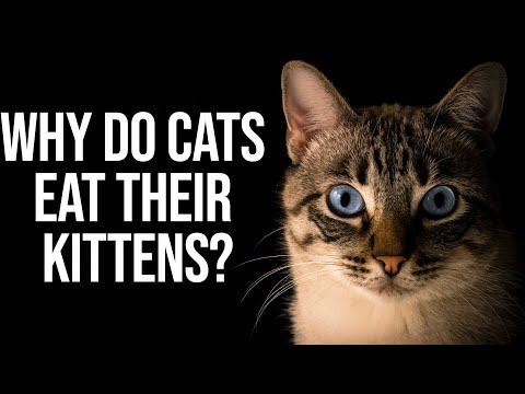 Why Do Cats Eat Their Kittens?