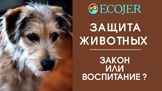 ЗАЩИТА ЖИВОТНЫХ: ЗАКОН ИЛИ ВОСПИТАНИЕ?