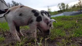Piggy play
