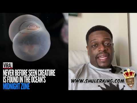 Shuler King - Looks Like A Donk