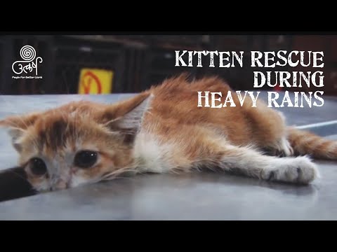 Kitten Rescue during Heavy Rains
