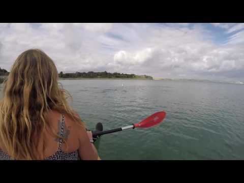 Mackerel at Portland Harbour Breakwater.