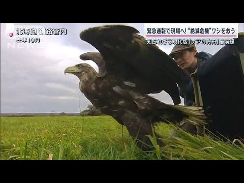 絶滅危惧種の爬虫類 - 原因と保存 - タンシタロスのダークガラガラヘビ (Crotalus pusillus)