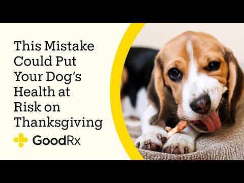 Can You Give Dogs Turkey Bones? Learn the Risks | GoodRx