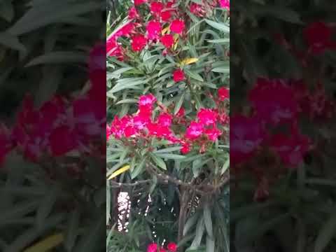 神話か現実か: キョウチクトウは他の植物に有毒?私たちは本物と偽物を区別します！  庭園