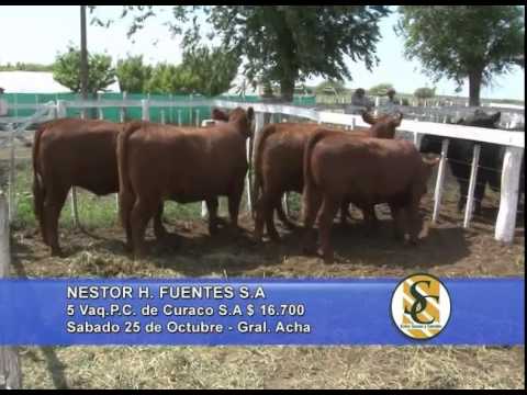 Nestor Hugo Fuentes S.A. - Venta Vaquillonas PC y MAS - General Acha - 25/10/2014