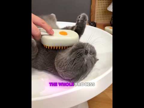 Cat’s Fur Came Off Like Crazy! 🐱