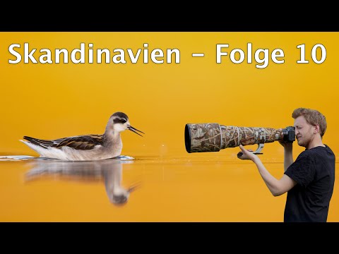 Odinshühnchen und Küstenseeschwalben im Gegenlicht - Zwei perfekte Tage auf Varanger