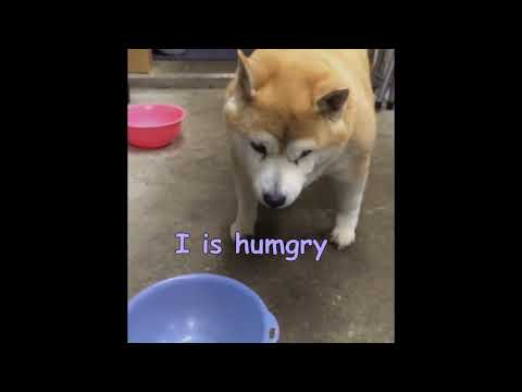 Hungry Boi