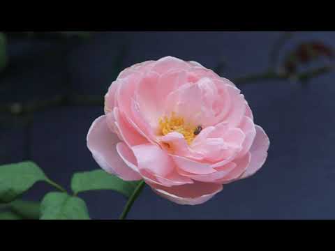 低木バラ 'ファンタン ラトゥール' 植物