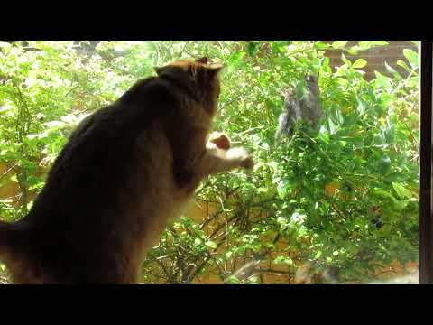 My Beautiful Polydactyl Maine Coon Cats and the Squirrel